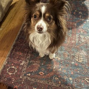 Meet your Posher, Gray